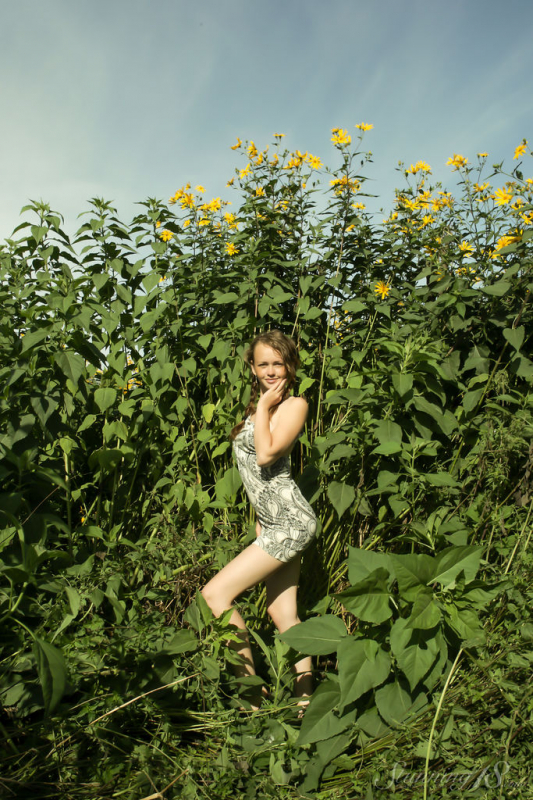Field of daisies