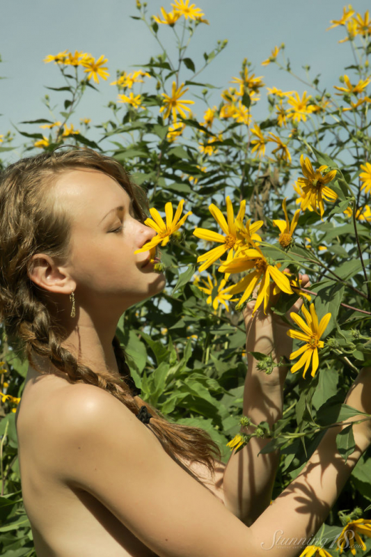 Field of daisies