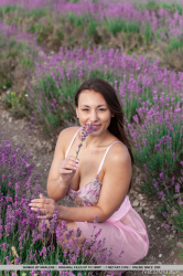 Lavender-Fields