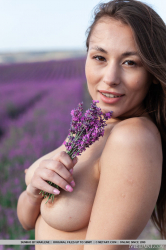 Lavender-Fields