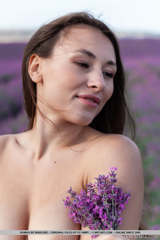Lavender Fields