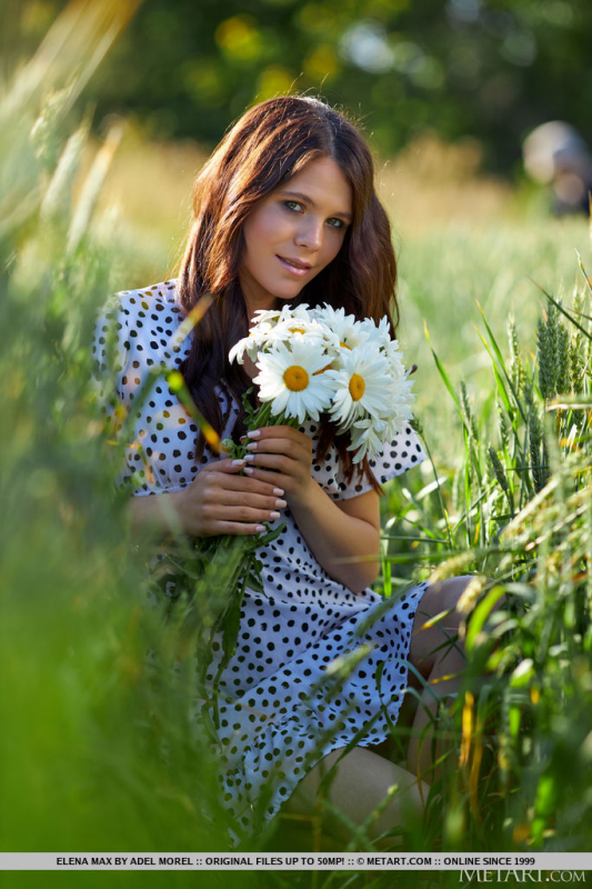 Wild Daisies